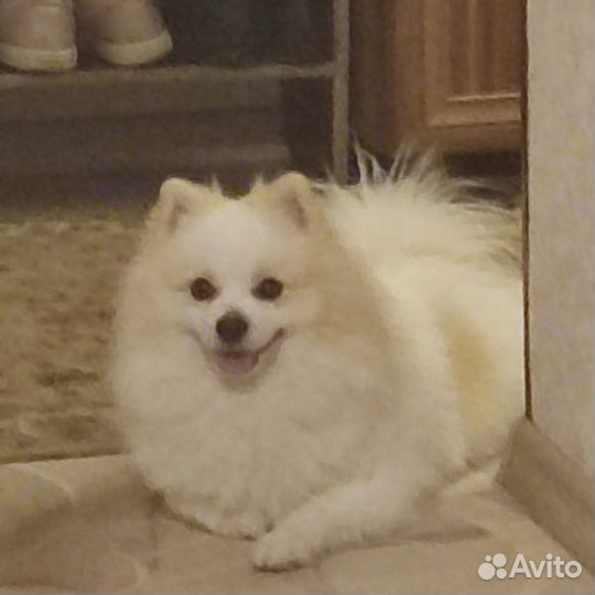 Немецкий шпиц