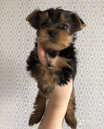 Йоркширский терьер мини