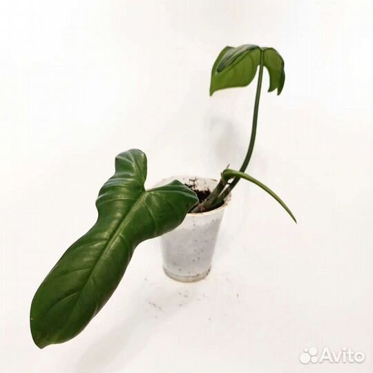 Сингониум, филодендрон