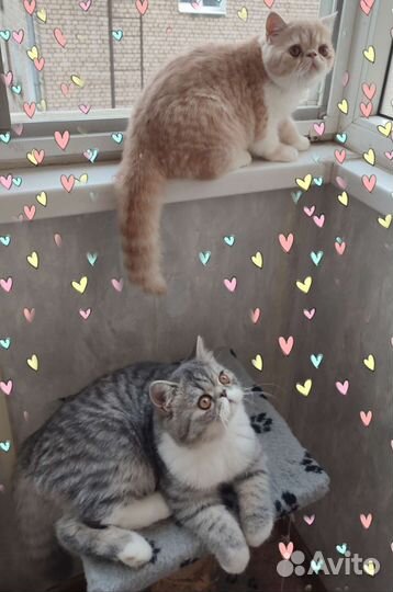 Экзотические котята - мальчики