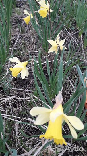 Нарциссы луковицы