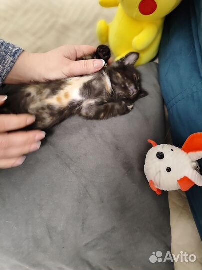 Котята бесплатно
