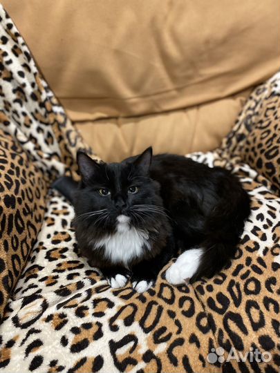 Котята бесплатно