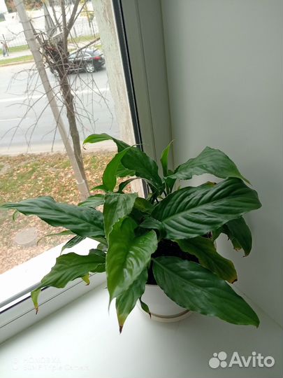 Спатифиллум