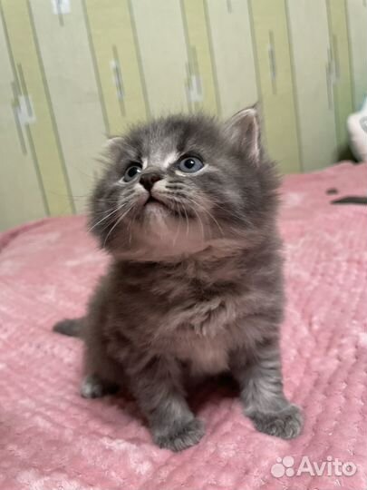 Британская кошка