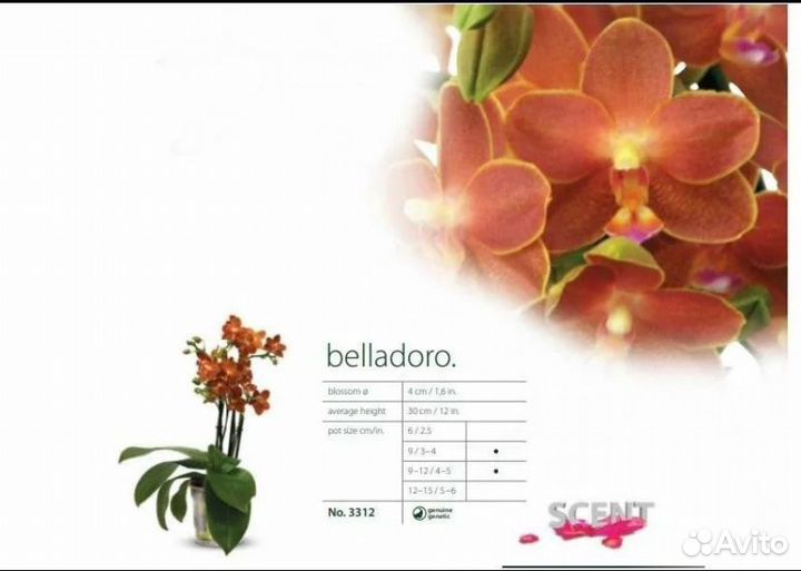 Орхидея фаленопсис