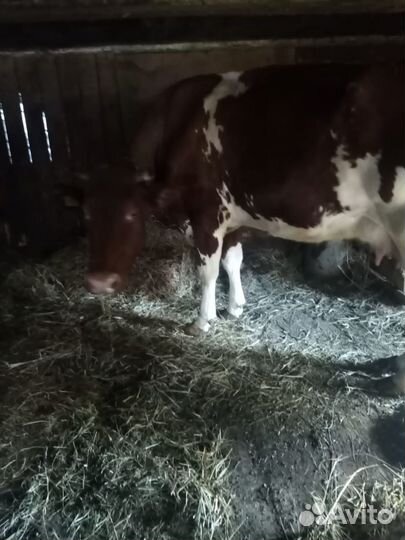 Корова дойная