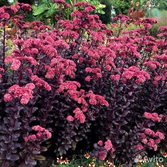 Декоративные Злаки Луки и другое