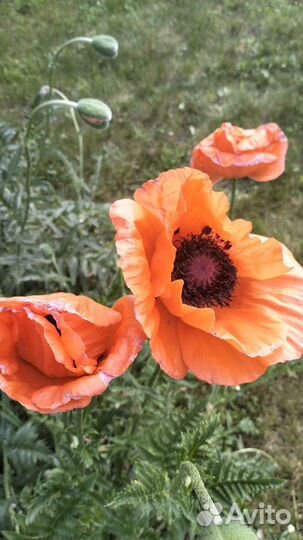 Ирисы сортовые