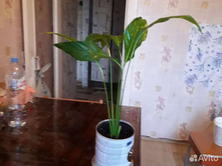 Спатифиллум