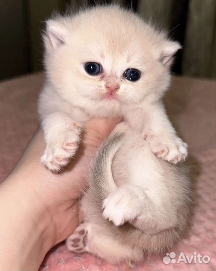Девочка британская шиншилла голубое золото