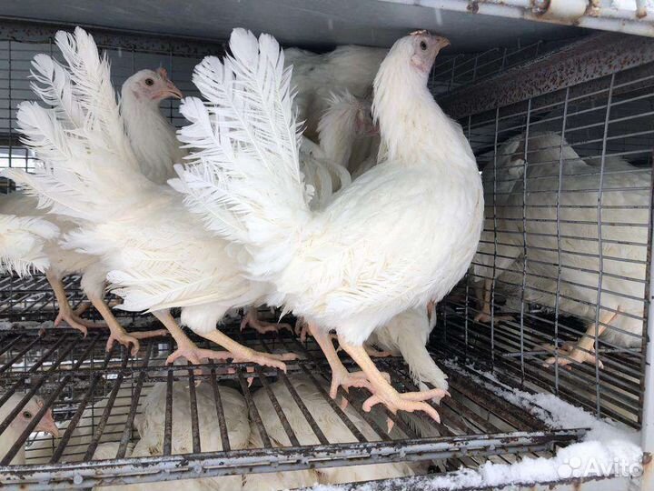 Продажа кур молодок