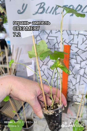 Герань ампельная укорененные черенки