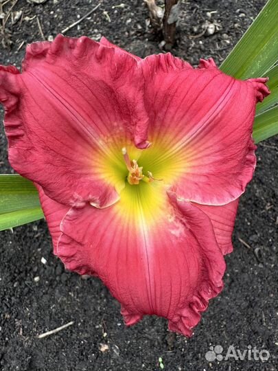 Лилейник один веер молодой первый цвет был