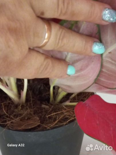 Аглаонема ред стар