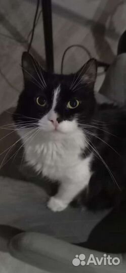 Котяра ищет дом