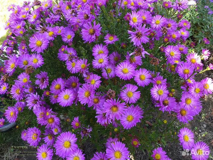 Астра, вербейни, очиток, примула, купена