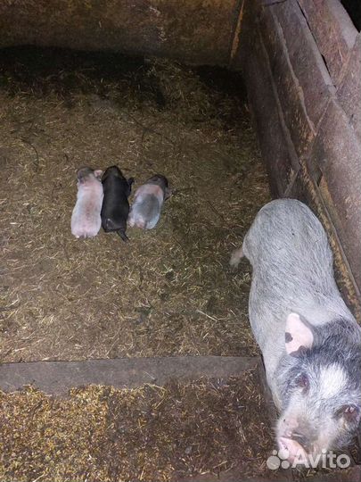 Поросята Свиноматки Кабан Свиньи