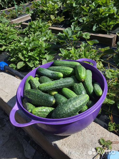 Продам огурцы