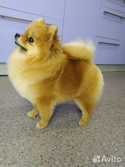 Стрижка собак (груминг)