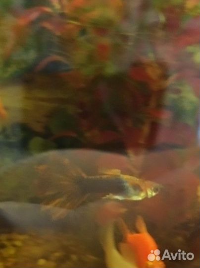 Рыбки гуппи