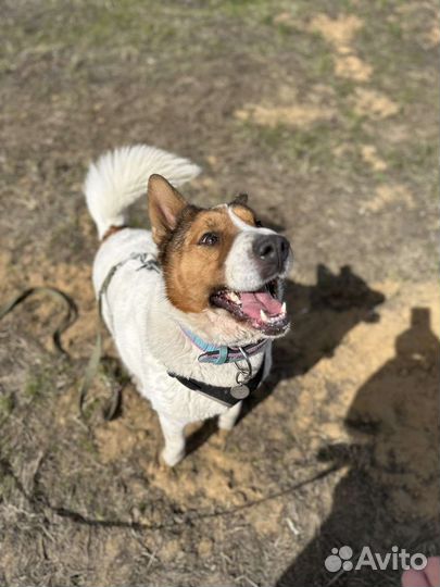 Собака Милка из приюта для настоящего мужчины