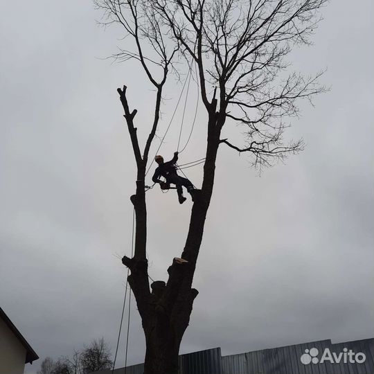 Удаление (спил) деревьев и измельчение пней