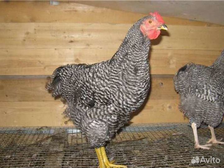 Курочки несушки