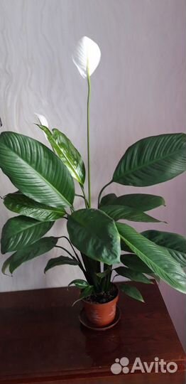 Спатифиллум