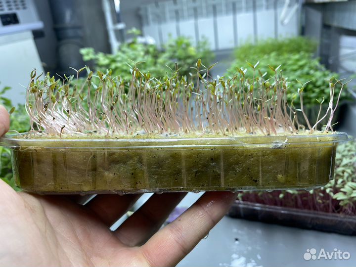 Агровата для Растений Микрозелени Оптом Мат qxcrty