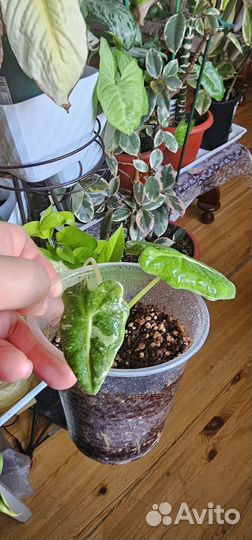 Алоказия фрайдек вариегатная,алоказия бамбино пинк