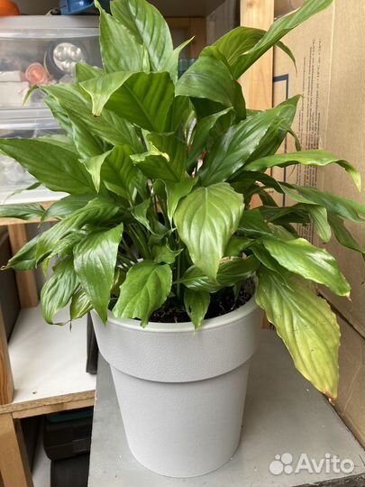 Спатифиллум