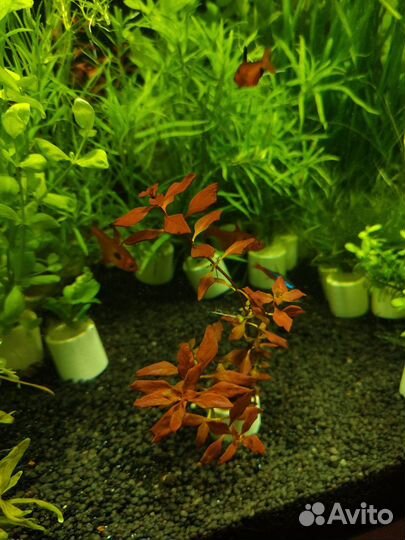 Аквариумные растения