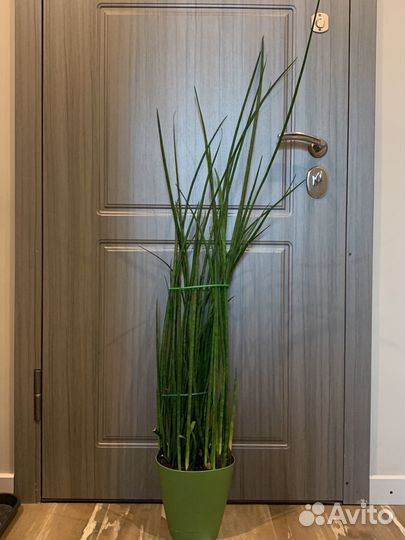 Сансевиерия