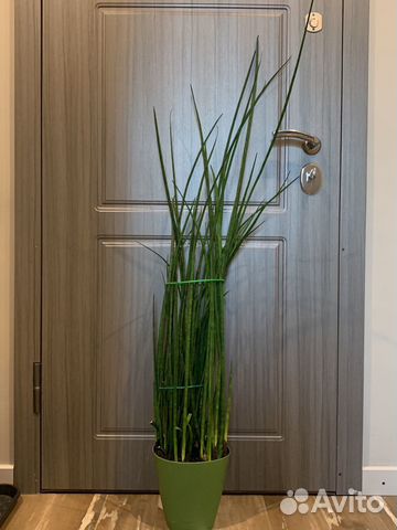 Сансевиерия