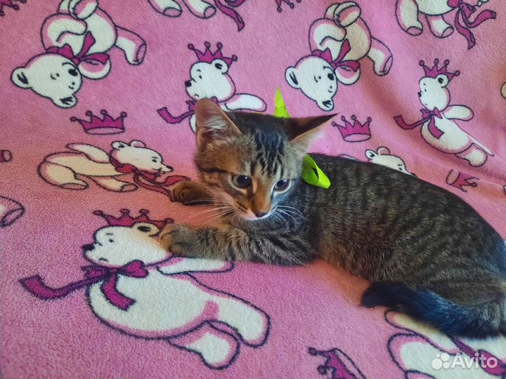 Котята в добрые руки бесплатно