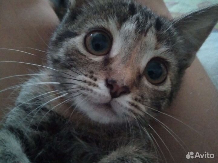 Британская кошка в дар