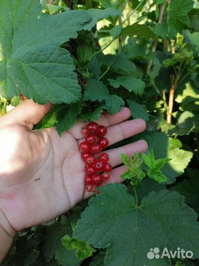 Саженец красной смородины
