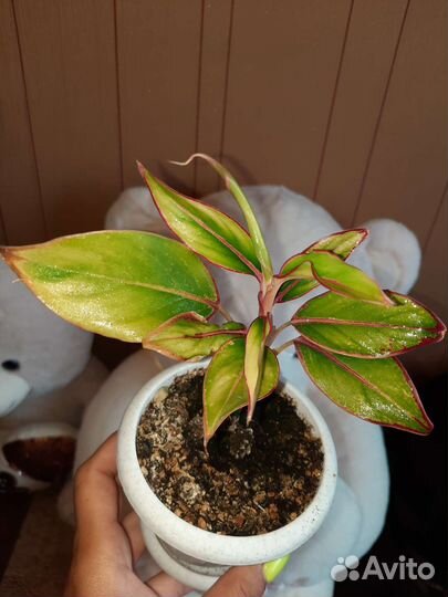 Аглаонема Крит