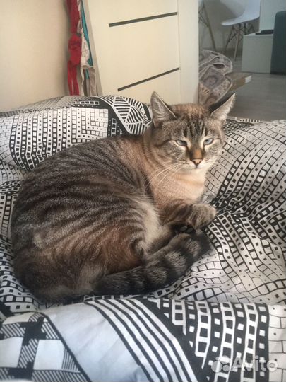 Кошки