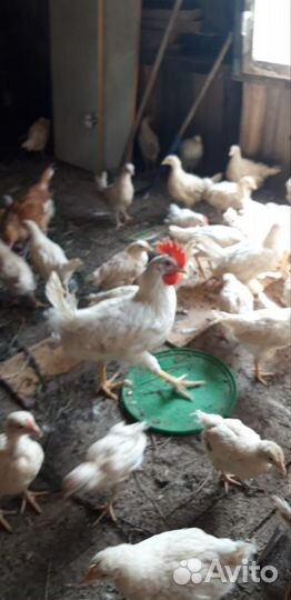 Петушки леггорн белый 2 мес