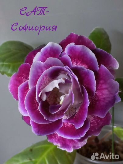 Глоксиния сортовая, коллекционная