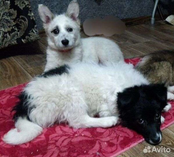 Щенки в добрые руки бесплатно