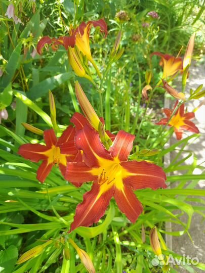 Хризантема,лилейник,лилия белая лекарственная,ирис