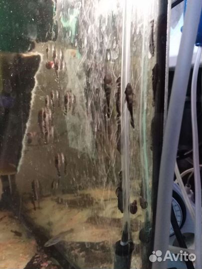 Сомики анциструсы