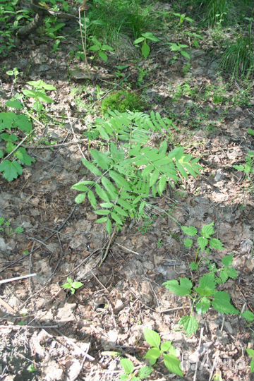 Рябина обыкновенная от 1 м (возможен безнал с ндс)