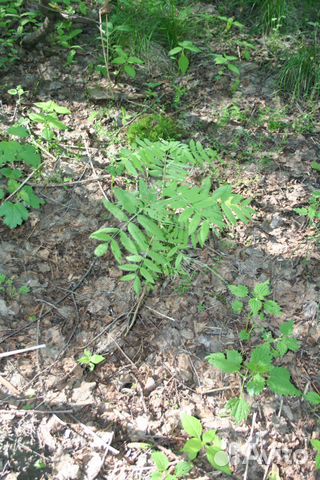 Рябина обыкновенная от 1 м (возможен безнал с ндс)