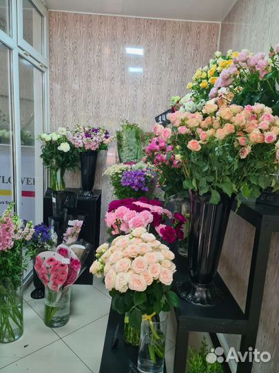 Роза эквадор