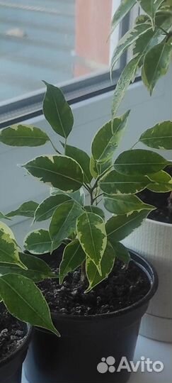 Фикус Бенджамина Кинки