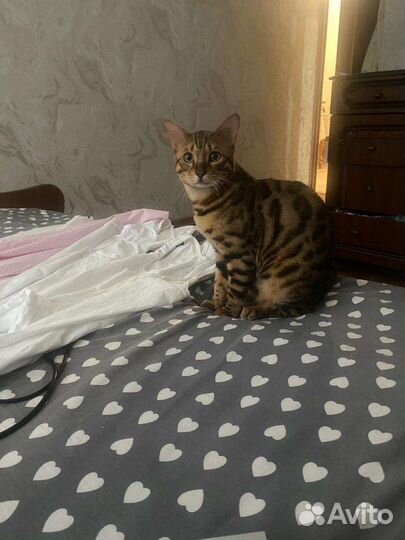 Бенгальская